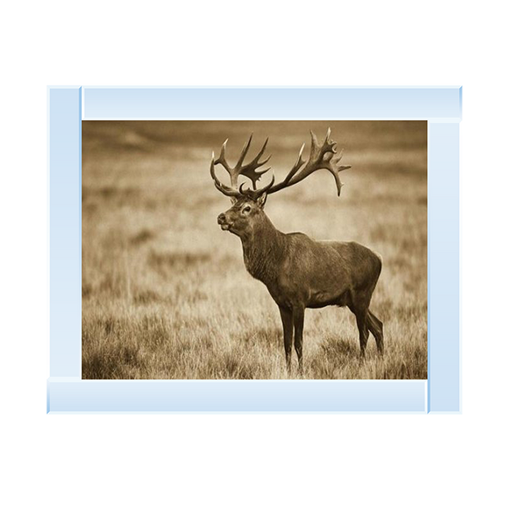 AN064 Red Deer stag, Cogenhagen, Denmark