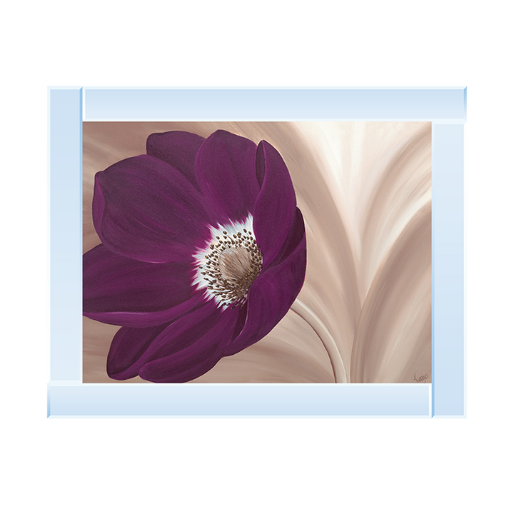 Velvet Anemone