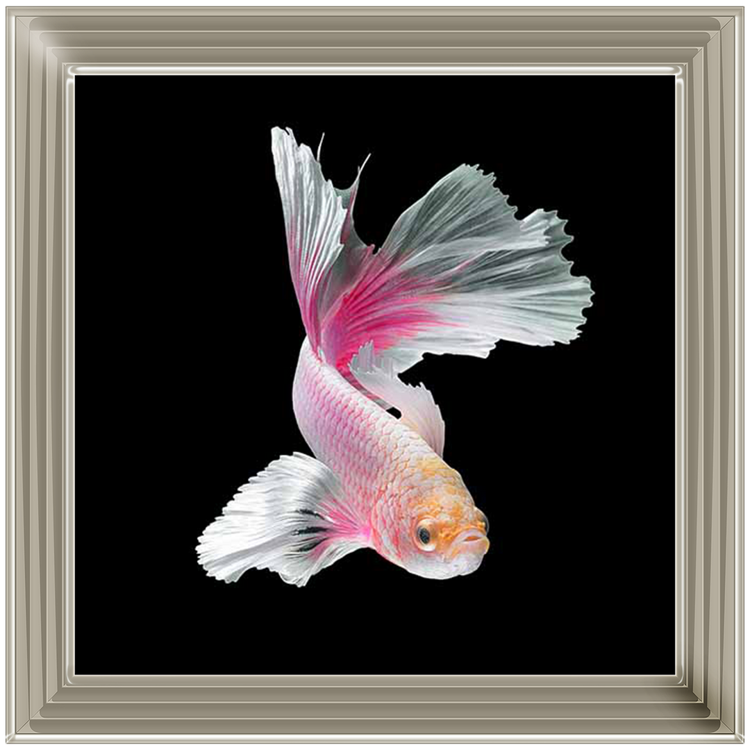 Pink & White Betta Fish |