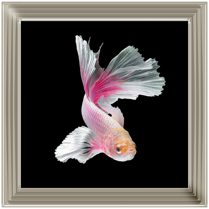 Pink & White Betta Fish |