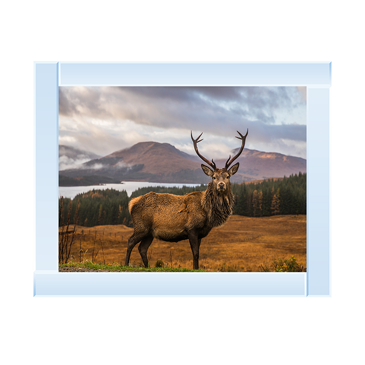 AN066 Highland Stag