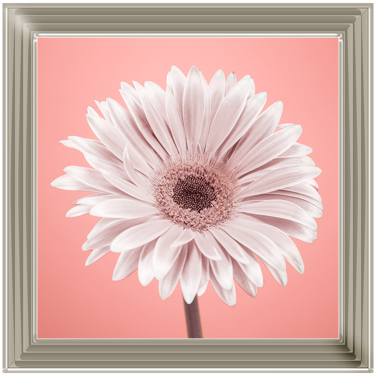 FL056 Single Gerbera Nude pink 1