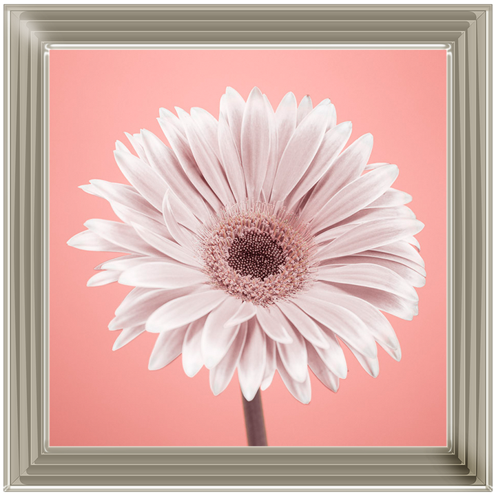 FL056 Single Gerbera Nude pink 1