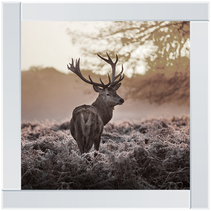 Single Stag