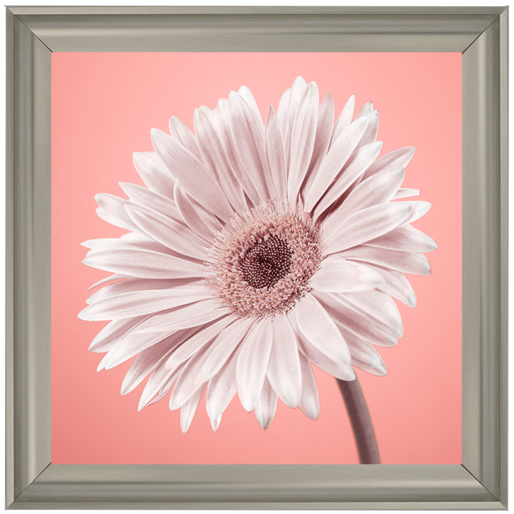 FL057 Single Gerbera Nude pink II