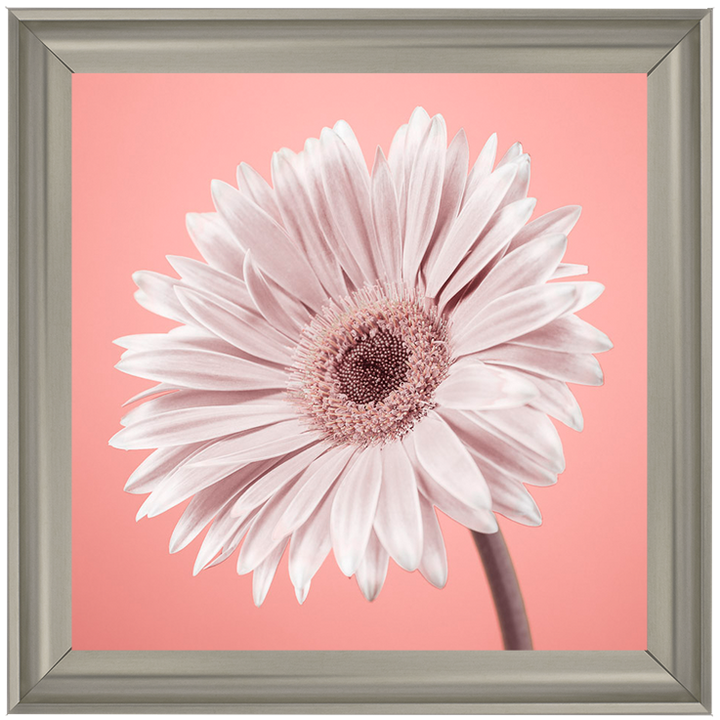 FL057 Single Gerbera Nude pink II