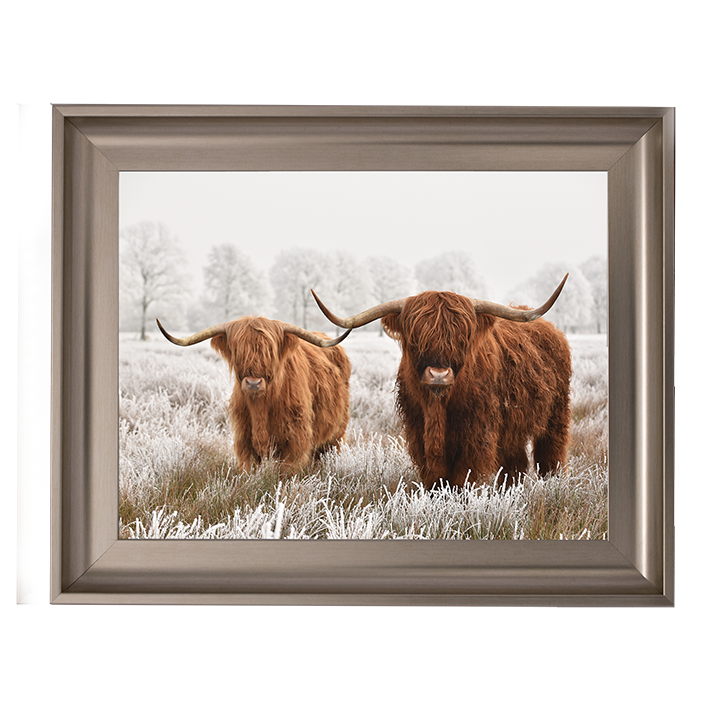 Highland Cow pair