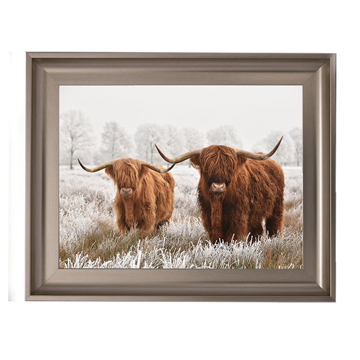 Highland Cow pair