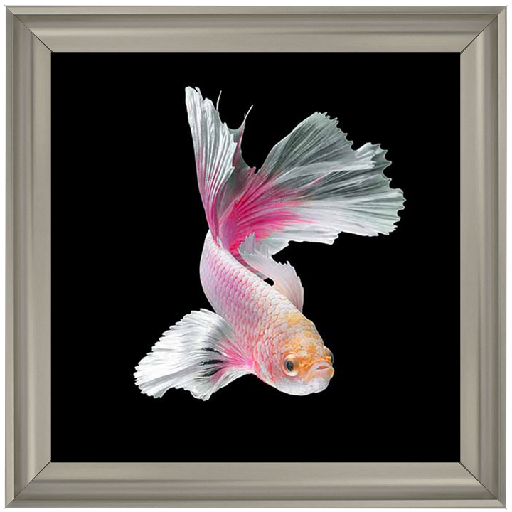 Pink & White Betta Fish |