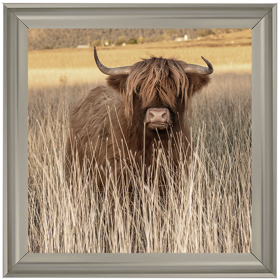 AN257 Highland Cow