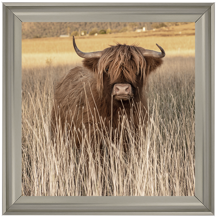 AN257 Highland Cow