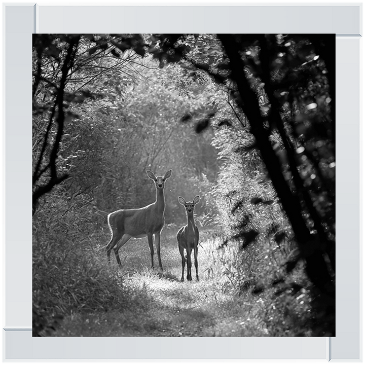 Single Deer