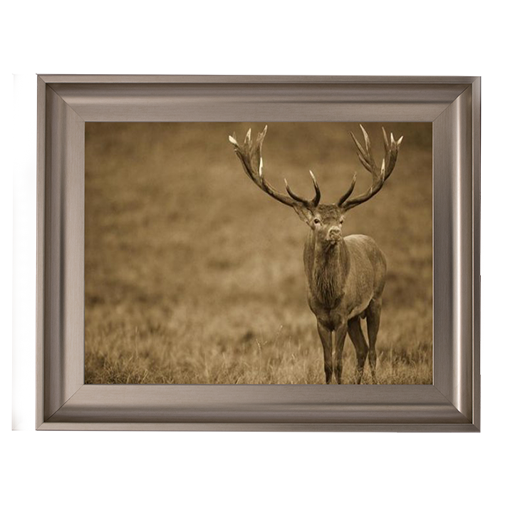 AN065 Red Deer stag in autumn rutting season, Denmark