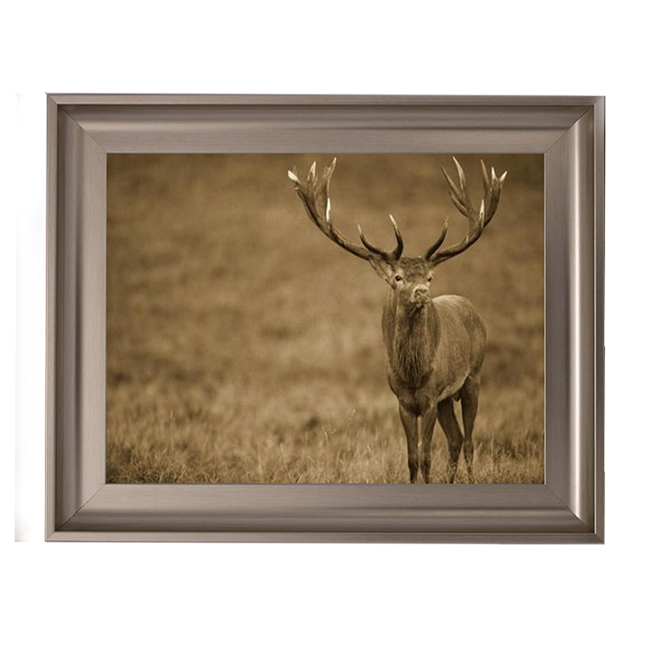 AN065 Red Deer stag in autumn rutting season, Denmark