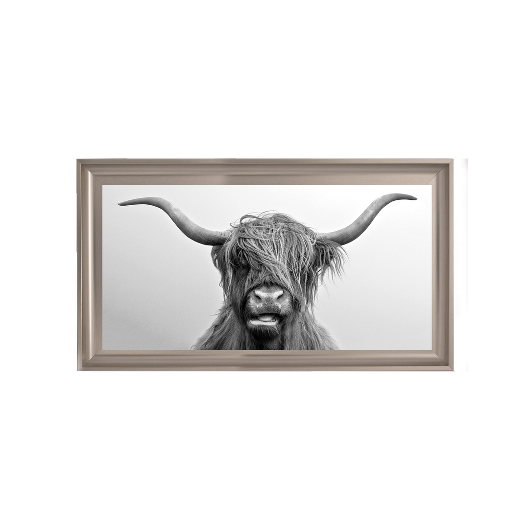 Highland Cow