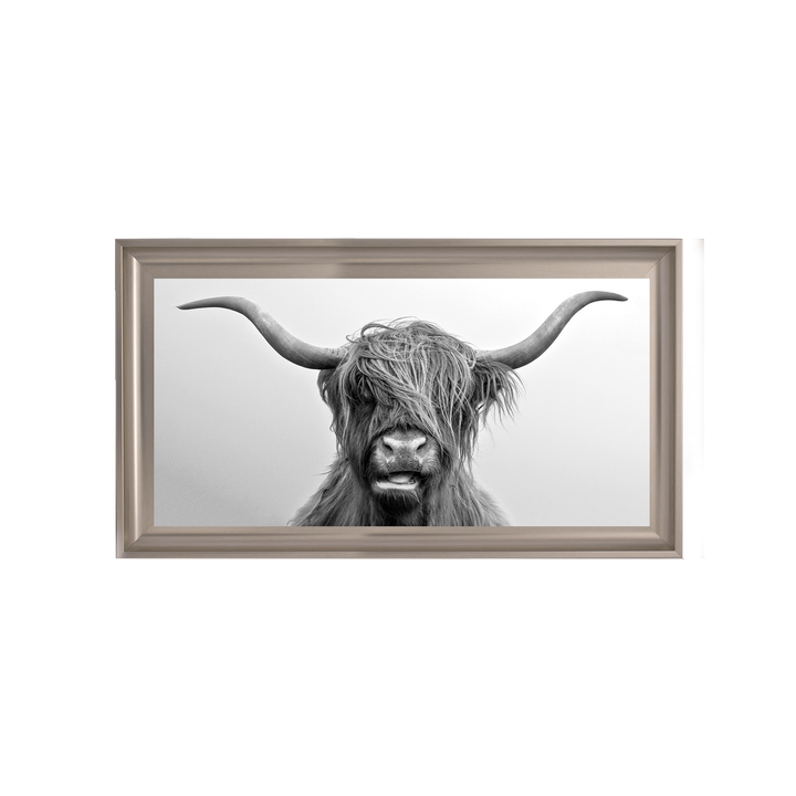 Highland Cow