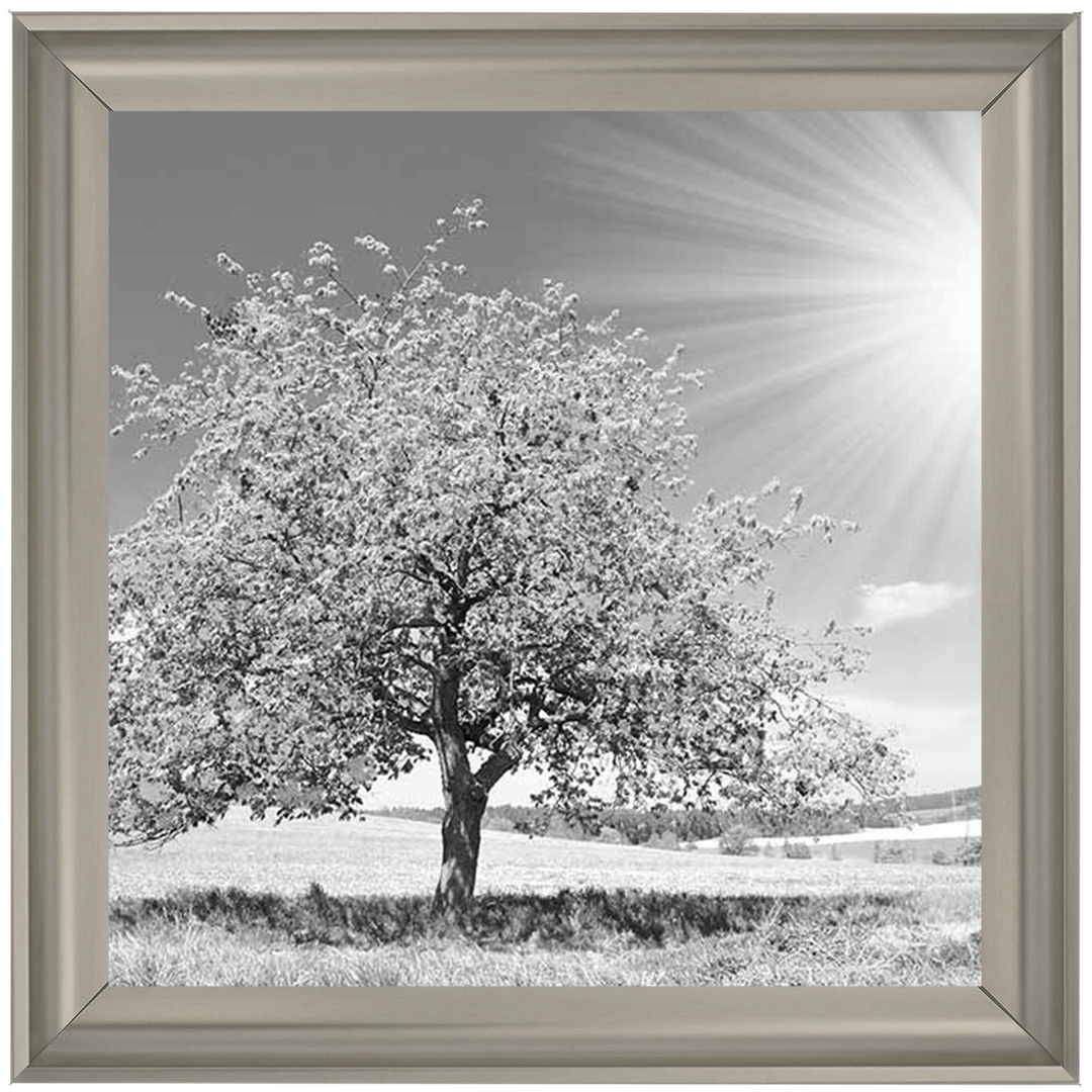 LS296 Black & White Lone Tree