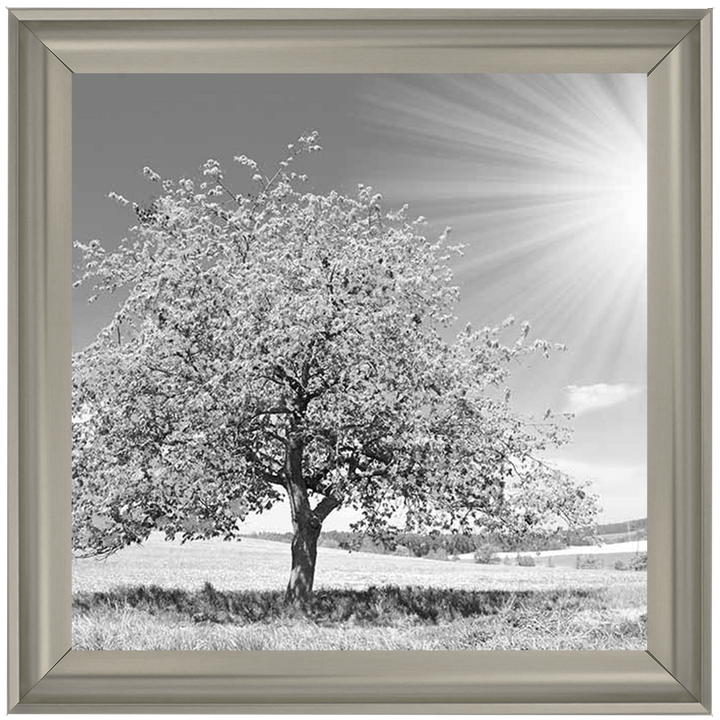 LS296 Black & White Lone Tree