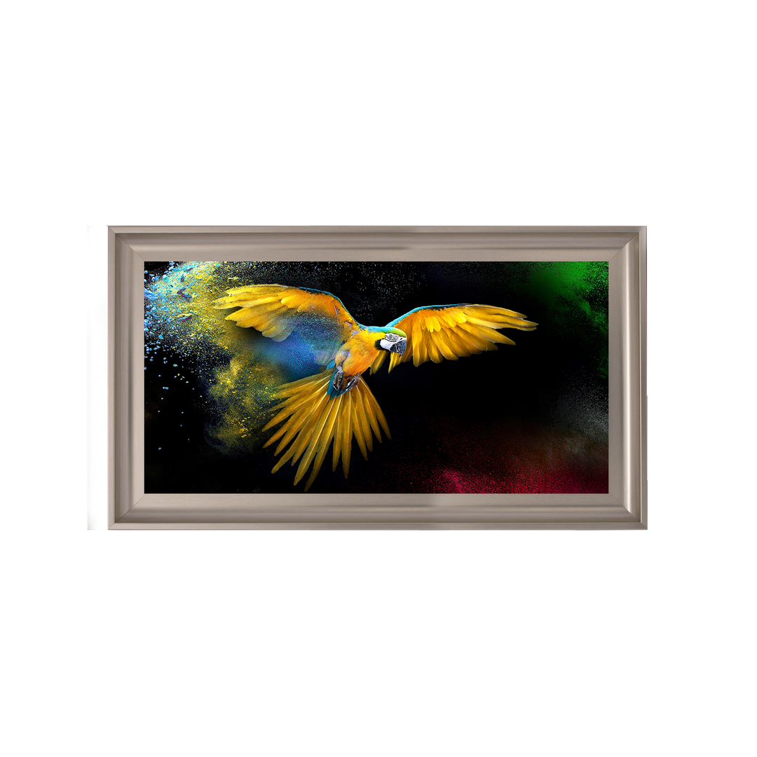 AN311 Rainbow parrot