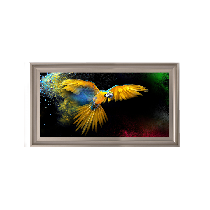 AN311 Rainbow parrot