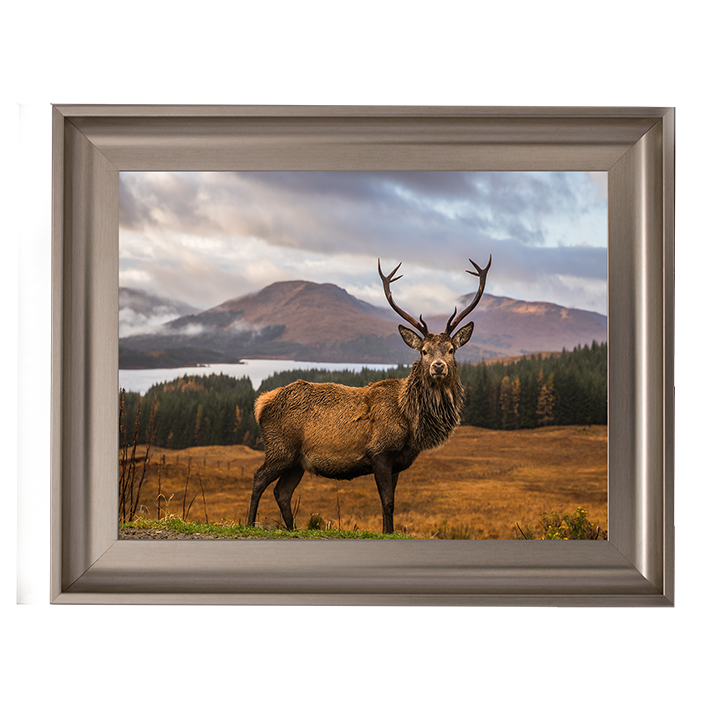 AN066 Highland Stag