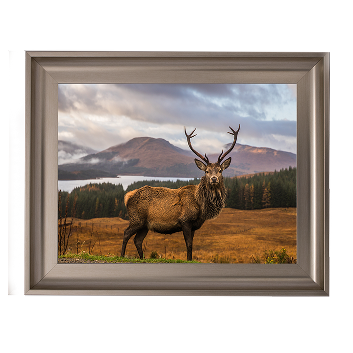 AN066 Highland Stag