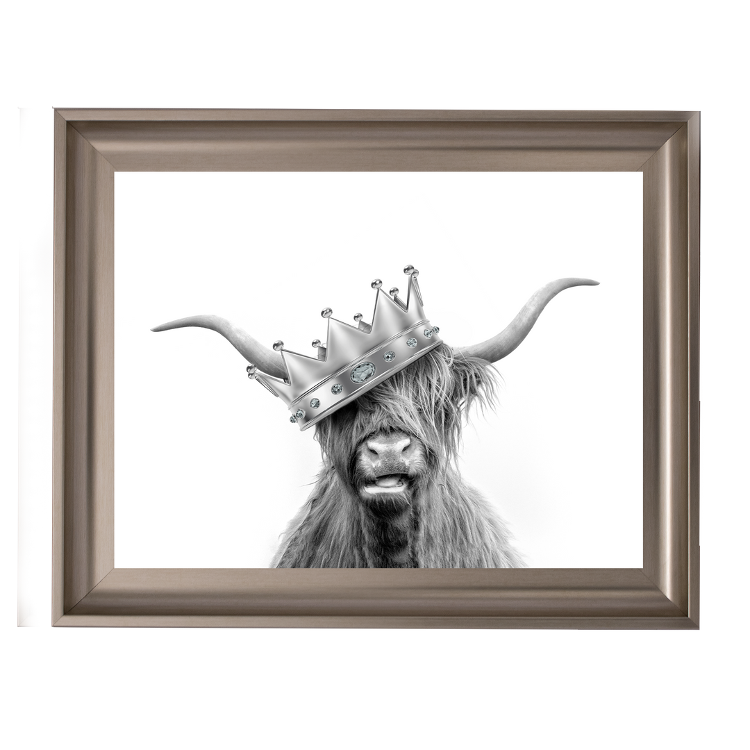 Crowned Highland Cow
