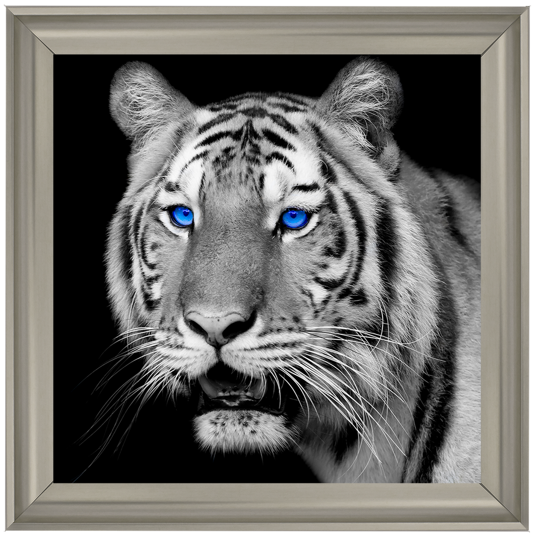 AN005 Blue Eyed Tiger