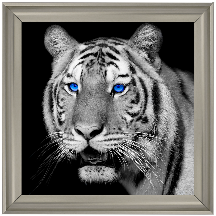 AN005 Blue Eyed Tiger