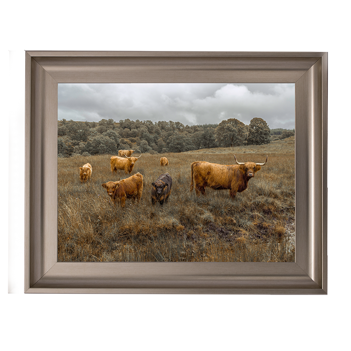 Highland Cows Colour