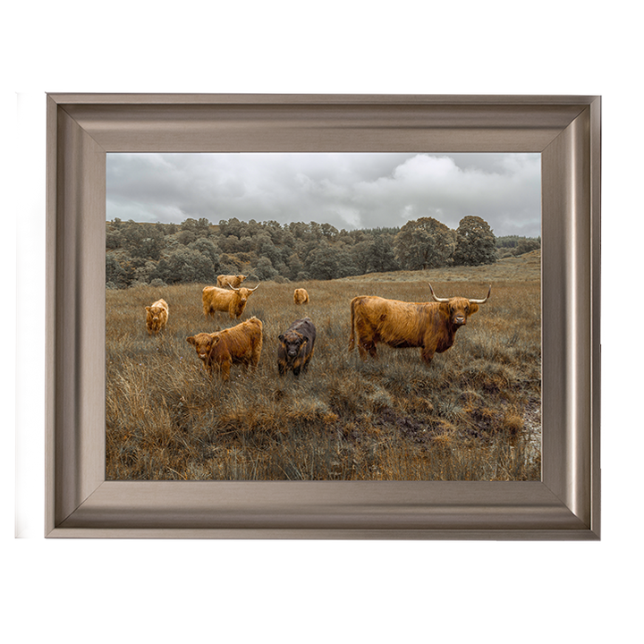 Highland Cows Colour