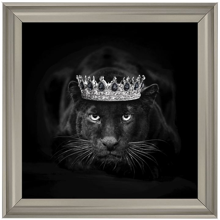 Royal Jaguar