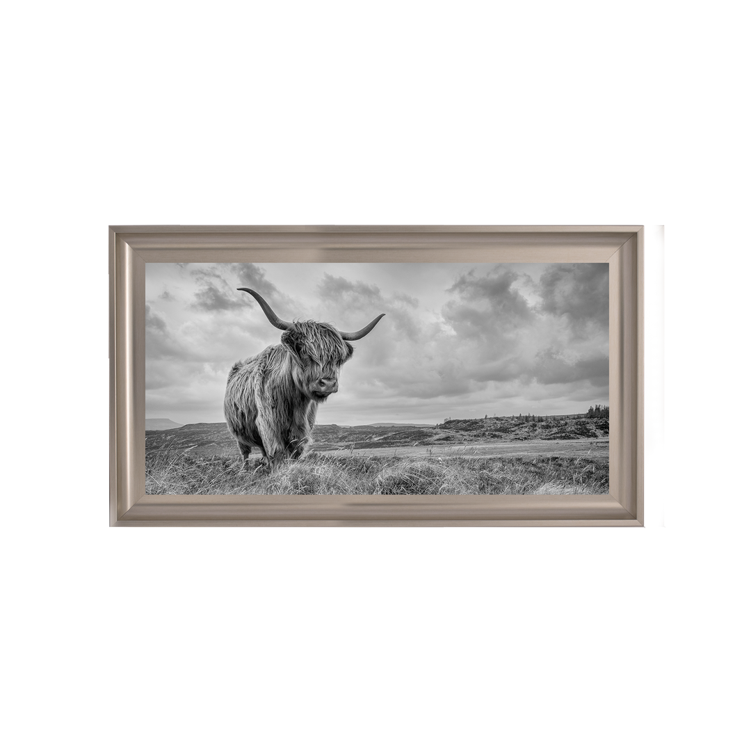 Highland Cow II