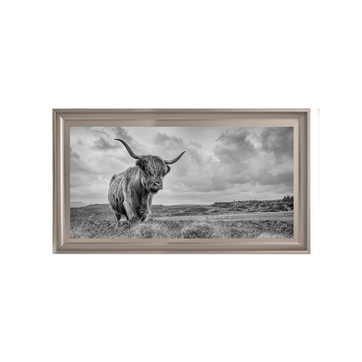 Highland Cow II