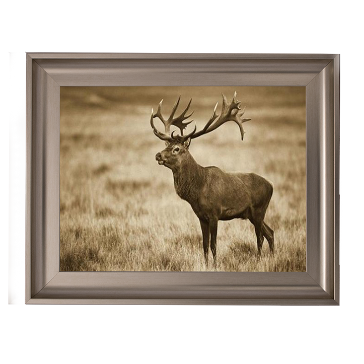 AN064 Red Deer stag, Cogenhagen, Denmark