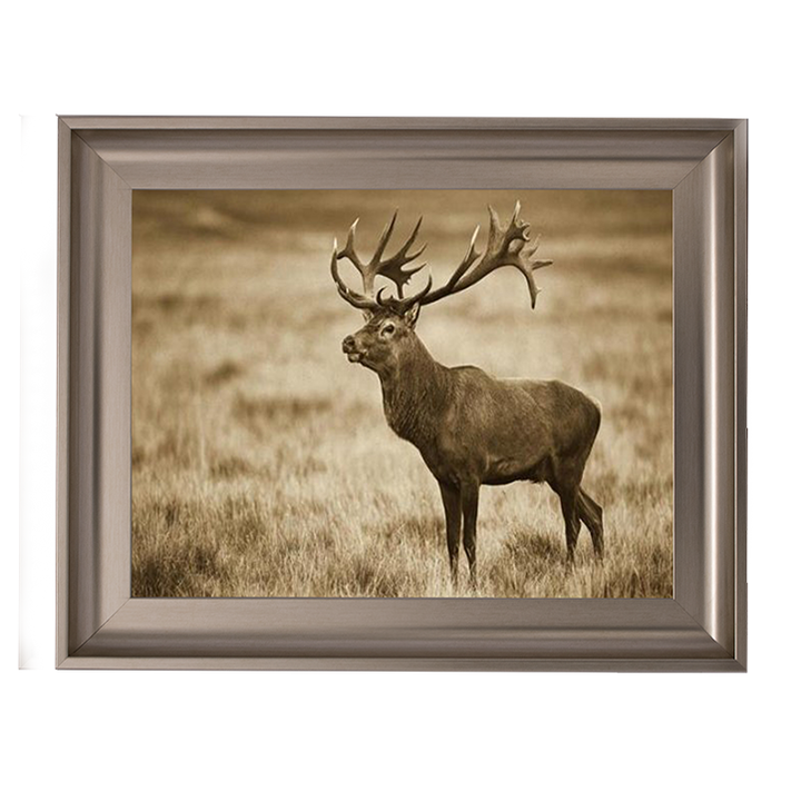 AN064 Red Deer stag, Cogenhagen, Denmark