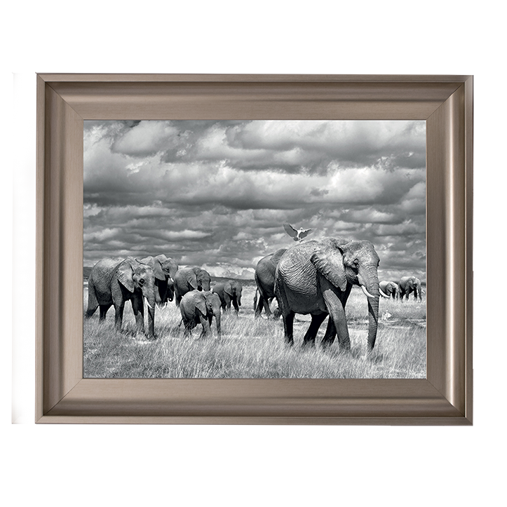 Elephants of Kenya