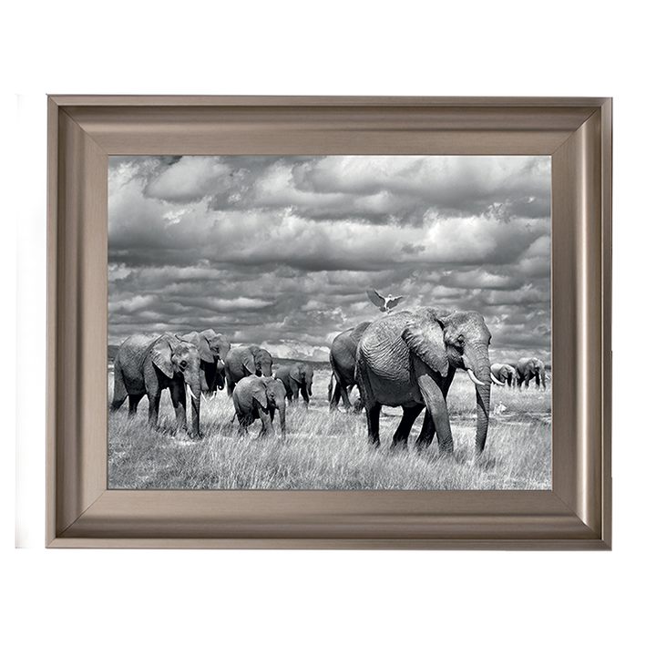 Elephants of Kenya