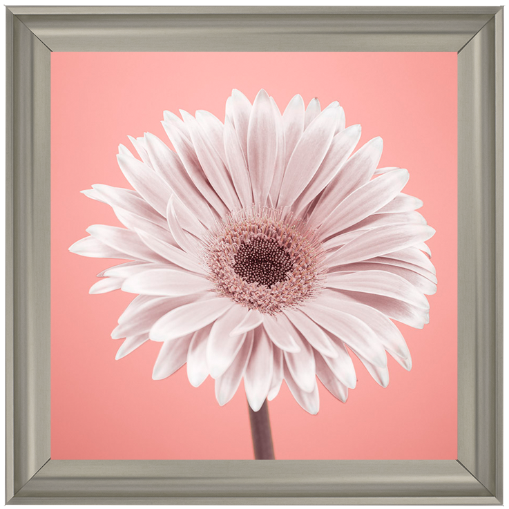 FL056 Single Gerbera Nude pink 1