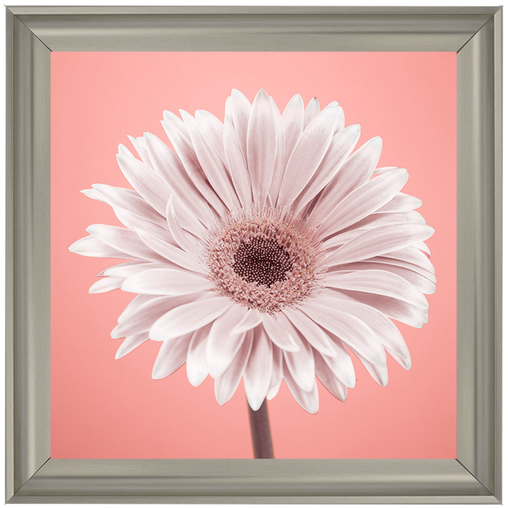 FL056 Single Gerbera Nude pink 1
