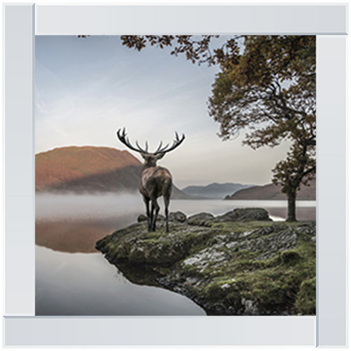 Single Stag 1