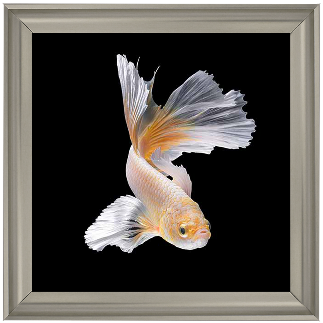 Orange & White Betta Fish |
