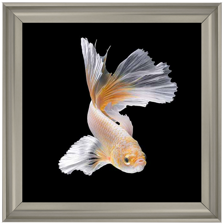 Orange & White Betta Fish |