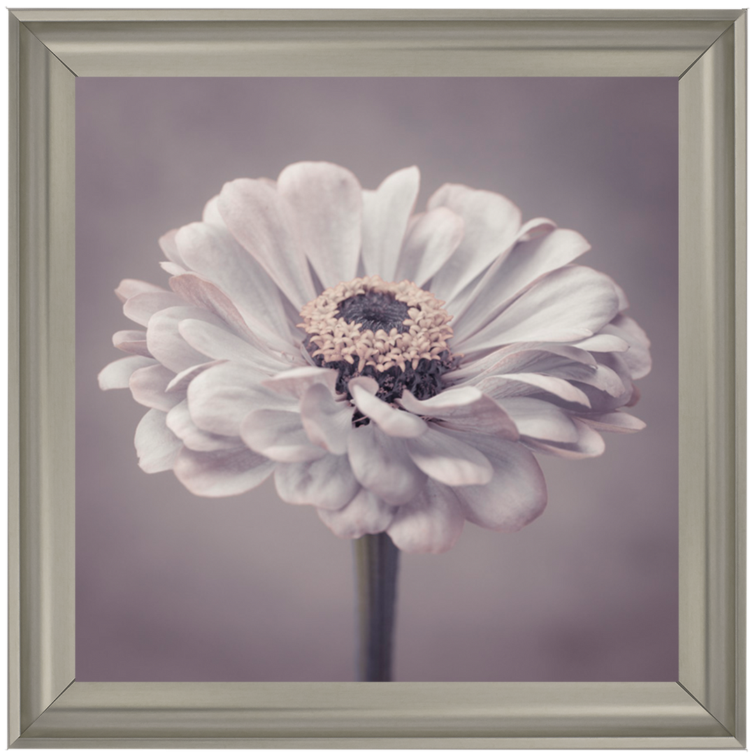 FL150 Gerbera
