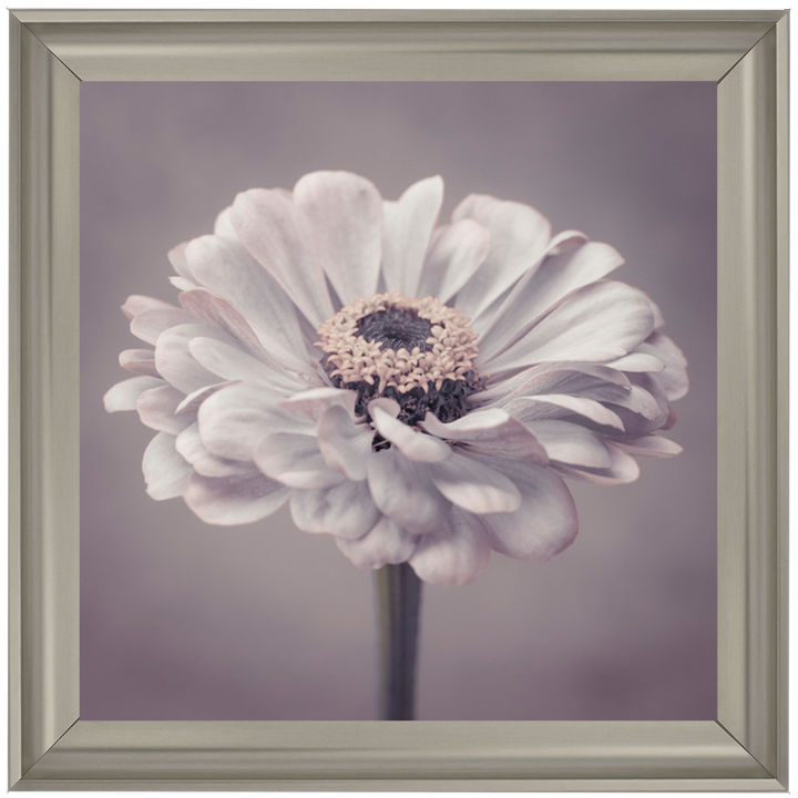 FL150 Gerbera