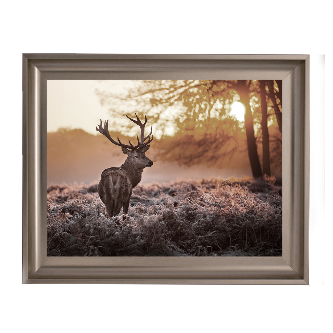 Single Stag 2