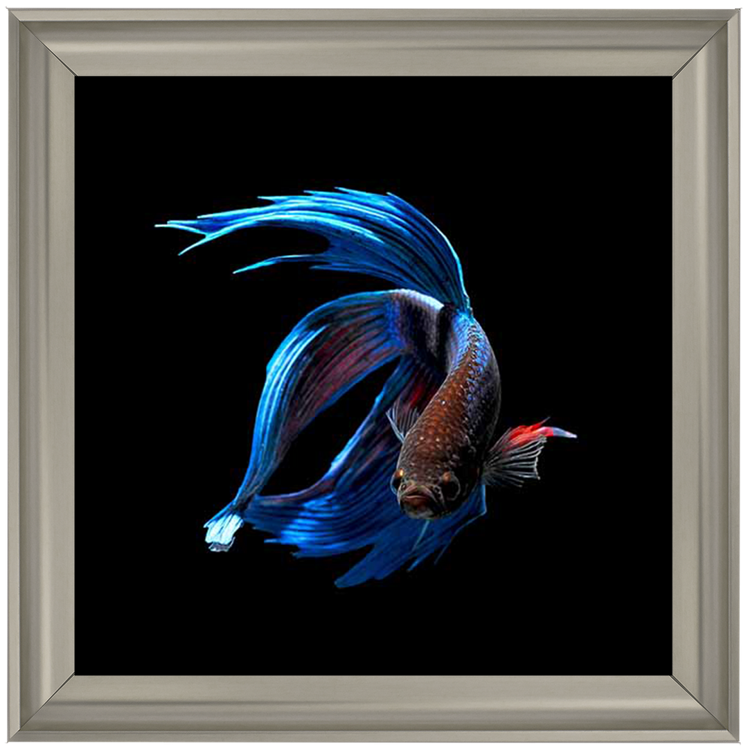 AN448 Blue & Red Betta Fish |