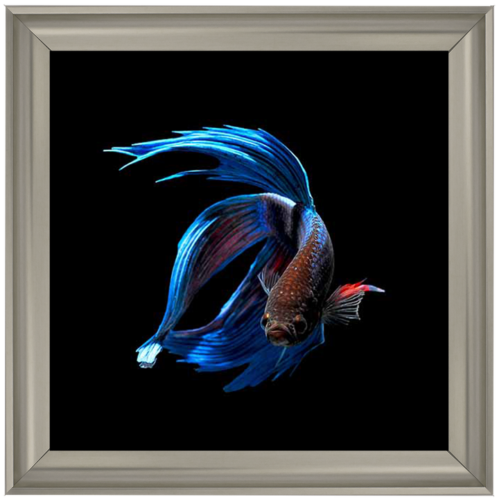 AN448 Blue & Red Betta Fish |