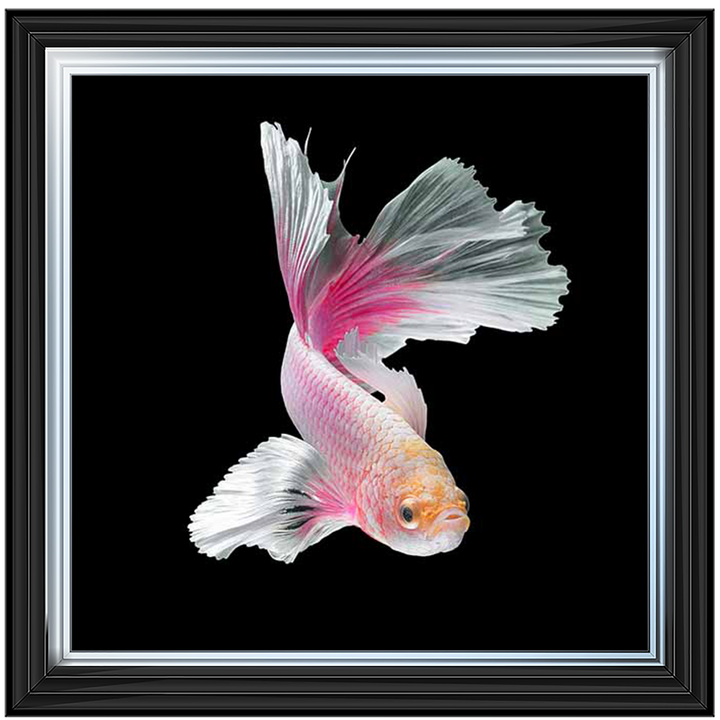 Pink & White Betta Fish |