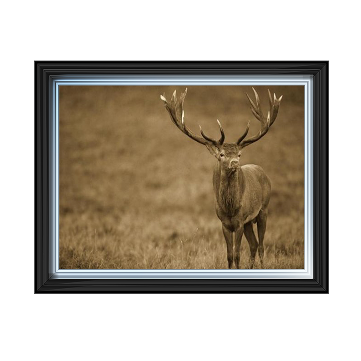 AN065 Red Deer stag in autumn rutting season, Denmark